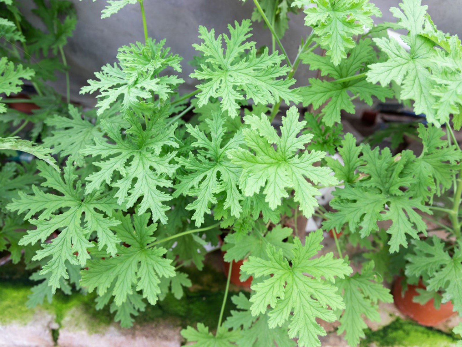 is-citronella-safe-for-dogs_1725274393